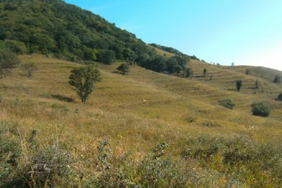 Срез породы на горе Бештау