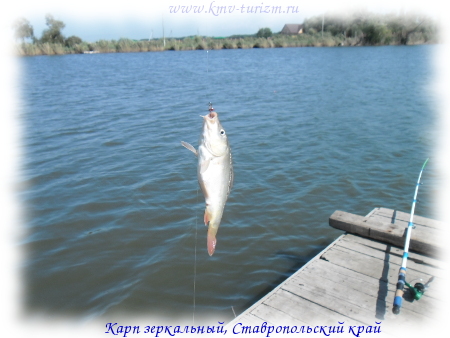 karp-zerkalniy
