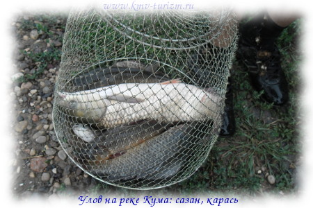 Сазан, карась. Река Кума sazan-karas