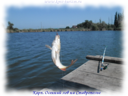 karp
