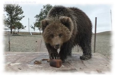 bear
