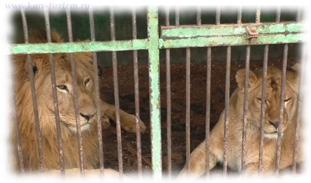 lions