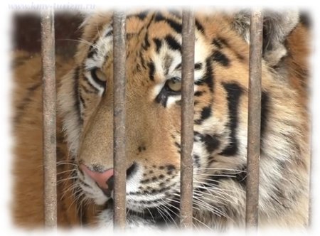 tiger