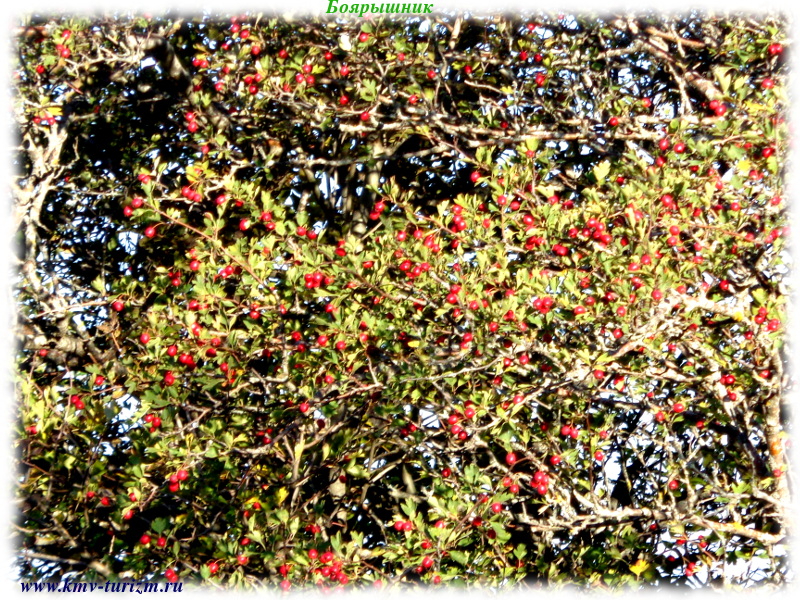 beshtau-tree